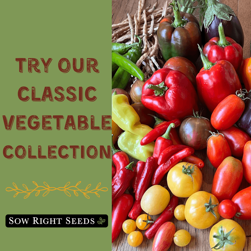 Sow Right Seeds - Classic Vegetable Garden Seed Collection for Planting - Non-GMO Heirloom Broccoli, Cabbage, Carrot, Cucumber, Kale, Lettuce, Tomato, Peppers, Zucchini, and More