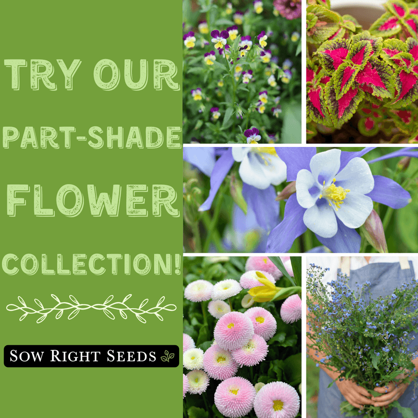 Sow Right Seeds - Part Shade Flower Seed Collection for Planting - 5 Packets Blue Columbine, Violet, English Daisy, Forget-me-not, and Rainbow Coleus - Non-GMO Heirloom to Grow in Low Sun Areas