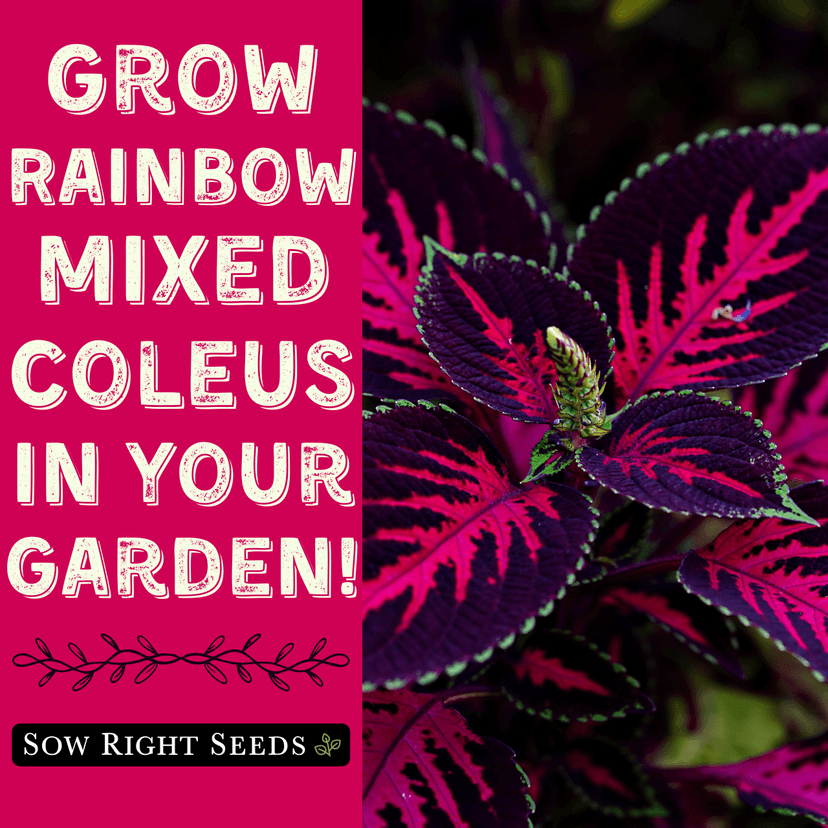 Sow Right Seeds - Coleus Rainbow Mix Seeds for Planting - Beautiful Flowers to Plant in a Home Garden - Indoors or Outdoors - Non-GMO Heirloom Seeds - Attractive & Colorful - Great Gardening Gift (1)