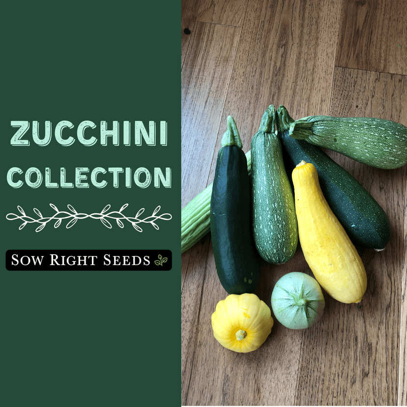 Sow Right Seeds - Zucchini Squash Seed Collection for Planting - Black Beauty, Grey, Round, Golden, and Cocozelle - Non-GMO Heirloom Packet to Plant a Vegetable Garden - Productive Summer Squash