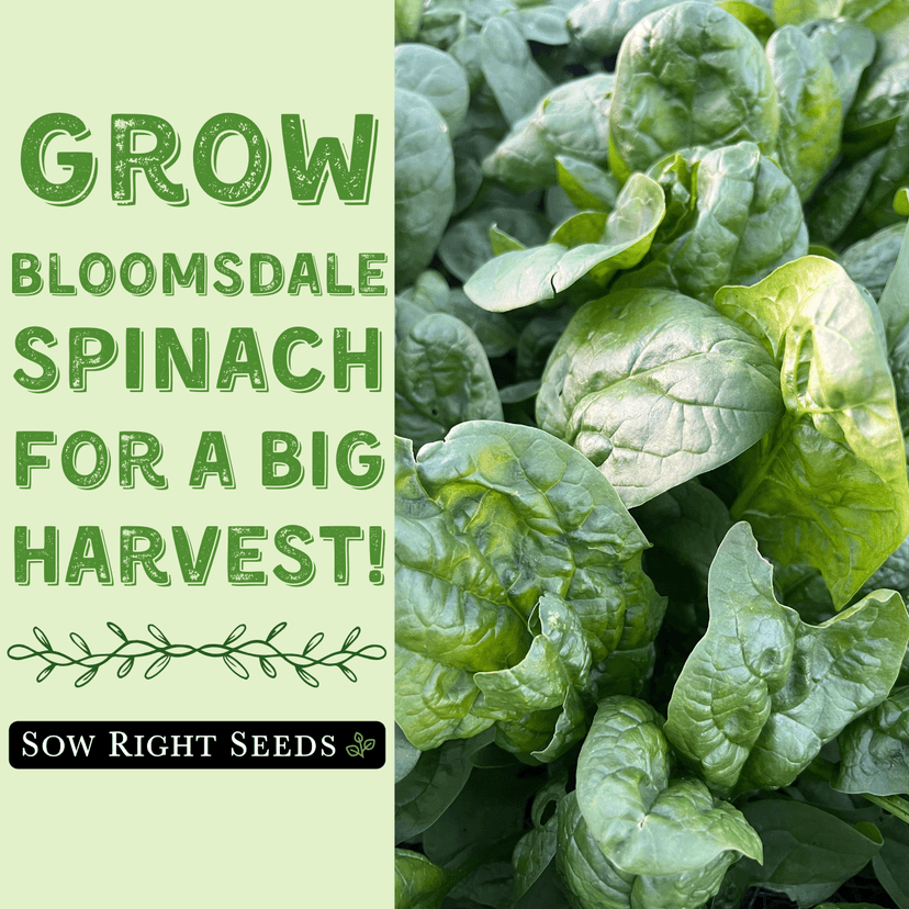 Sow Right Seeds - Bloomsdale Spinach Seeds for Planting - Non-GMO Heirloom Packet with Instructions to Plant and Grow an Outdoor Home Vegetable Garden - Vigorous Leafy Green - Super Nutritious (1)
