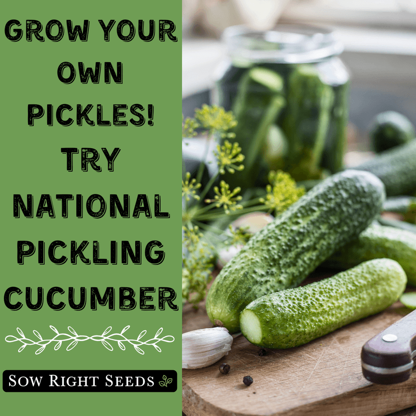 Sow Right Seeds - National Pickling Cucumber Seeds for Planting - Non-GMO Heirloom Packet with Instructions to Plant and Grow a Home Vegetable Garden - Famous Variety for Homemade Pickles (1)