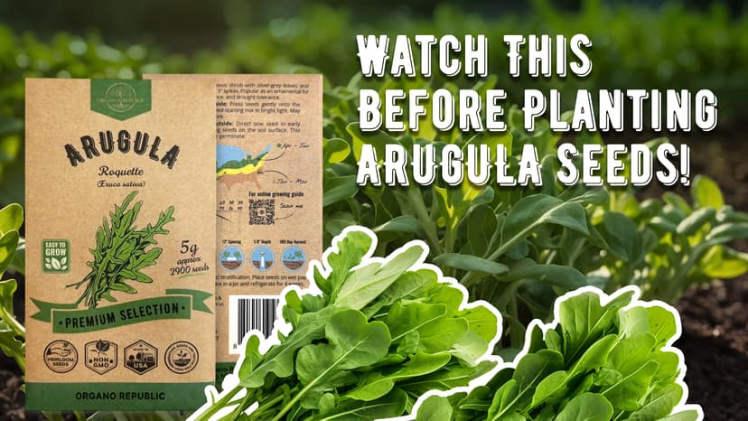 Organo Republic Arugula Roquette Seeds Pack 5G - Over 2900 Non-GMO Heirloom Arugula Seeds for Planting Greens in Individual Seed Packet, Greens Seeds for Planting Home Garden Indoor & Outdoor Garden