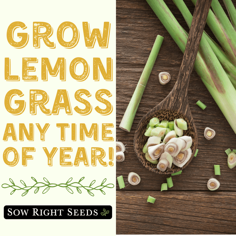Sow Right Seeds - Lemon Grass Seed for Planting - Non-GMO Heirloom Packet with Instructions for Easy Planting and Growing an Herb Garden - Indoor or Outdoors - Delicious Culinary Herb (1)