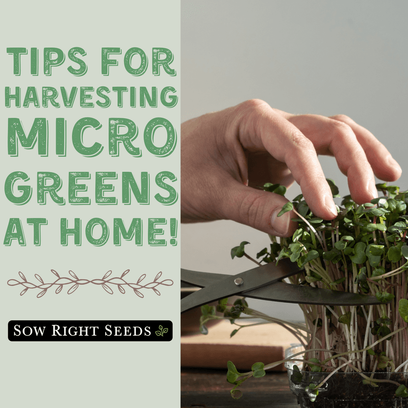 Sow Right Seeds - Cress Microgreen Seed for Growing - Instructions to Quickly Grow Delicious and Healthy Microgreens - Plant Indoors with no Special Equipment - Super Easy Superfood Sprouts