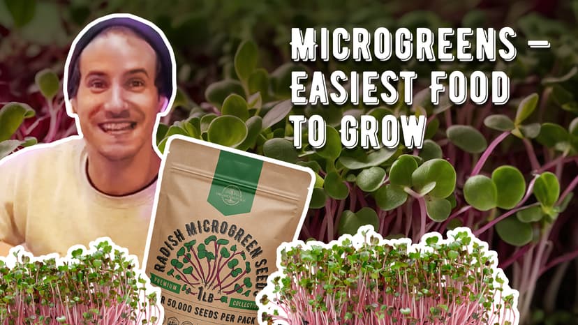 Organo Republic Arugula Sprouting & Microgreens Seeds - 55,000 Non-GMO Heirloom Seeds, Sprouts in 4 oz Resealable Bag for Planting & Growing Microgreens in Soil, Coconut Coir, Aeroponic & Hydroponic