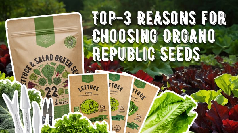 Organo Republic 22 Lettuce & Salad Greens Seeds Variety Pack 24,700+ Non-GMO Heirloom Lettuce Seeds for Indoor & Outdoor Garden, Hydroponics, Aerogarden - Arugula, Kale, Spinach, Swiss Chard, Lettuce