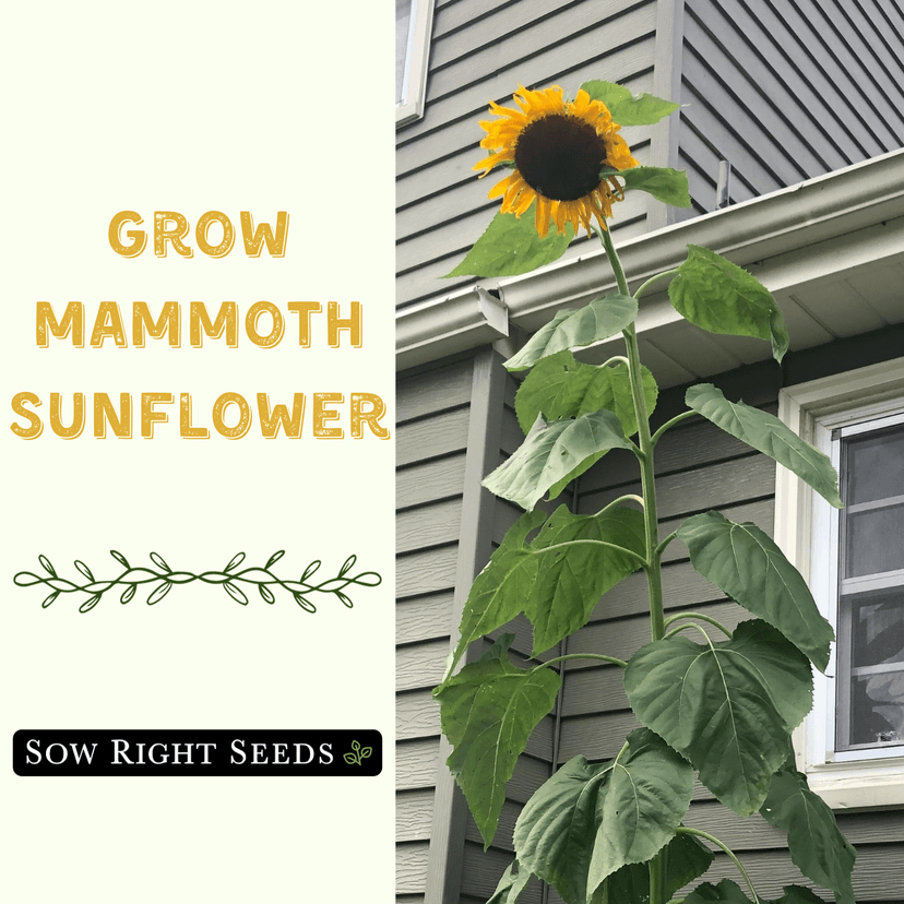 Sow Right Seeds - Mammoth Sunflower Seeds to Plant - Grow Giant Sunflowers in Your Garden - Non-GMO Heirloom Seeds for Planting an Outdoor Garden - Bright Yellow Blooms - Attract Bees and Birds (1)