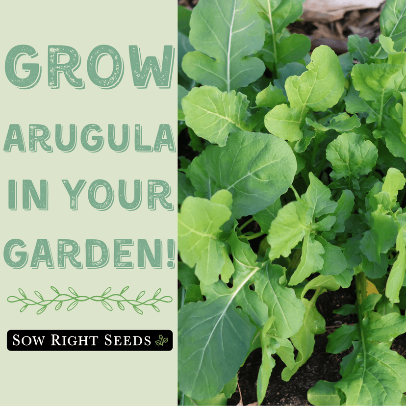 Sow Right Seeds - Arugula Seeds for Planting - Non-GMO Heirloom Seeds with Instructions to Plant a Home Vegetable Garden - Indoors, Hydroponics or Outdoors - Salad Greens - Grow Kitchen Herbs (1)