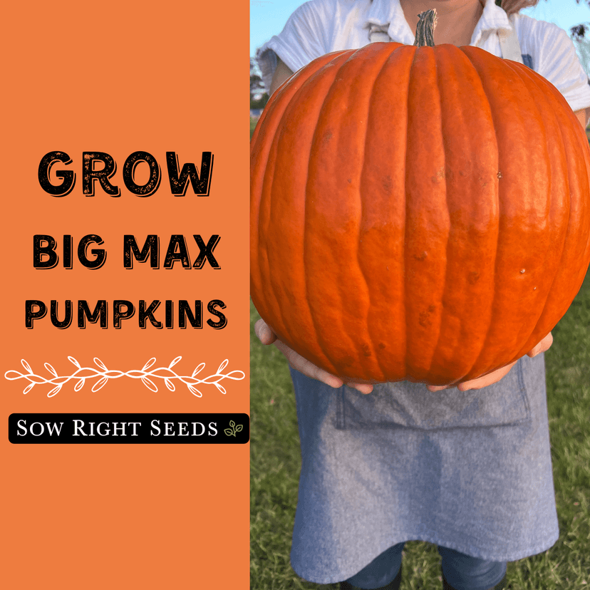 Sow Right Seeds - Big Max Pumpkin Seeds for Planting - Non-GMO Heirloom Packet with Instructions to Plant a Home Vegetable Garden - Decorative Autumn Variety for Carving - Giant Fast Growing (1)