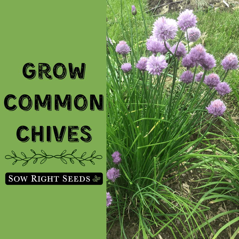 Sow Right Seeds - Common Chives Seed for Planting - Non-GMO Heirloom Packet with Instructions to Plant and Grow Kitchen Herb Garden Indoor or Outdoor - Mild Onion Flavor (1)