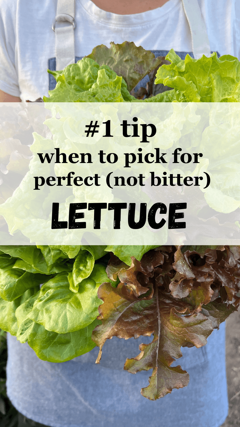 Sow Right Seeds - Buttercrunch Lettuce Seeds for Planting - Non-GMO Heirloom Packet with Instructions to Plant a Home Vegetable Garden - Outdoors or Hydroponics Indoors - Heat Tolerant Variety (1)