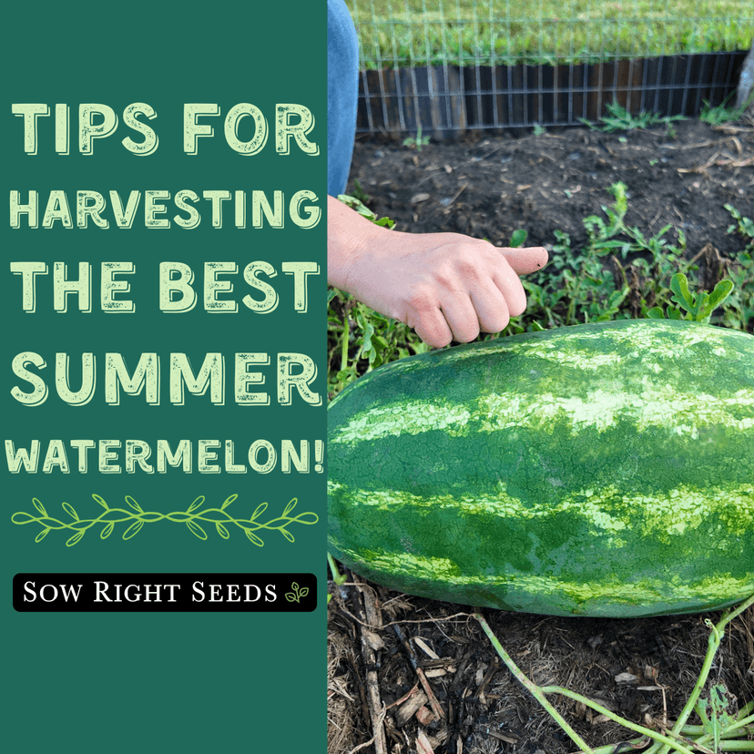 Sow Right Seeds - Watermelon Fruit Seeds Collection for Planting - Crimson Sweet, Allsweet, Sugar Baby, Tendersweet, and Orangeglo Melons - Non-GMO Heirloom Seeds to Plant a Home Vegetable Garden