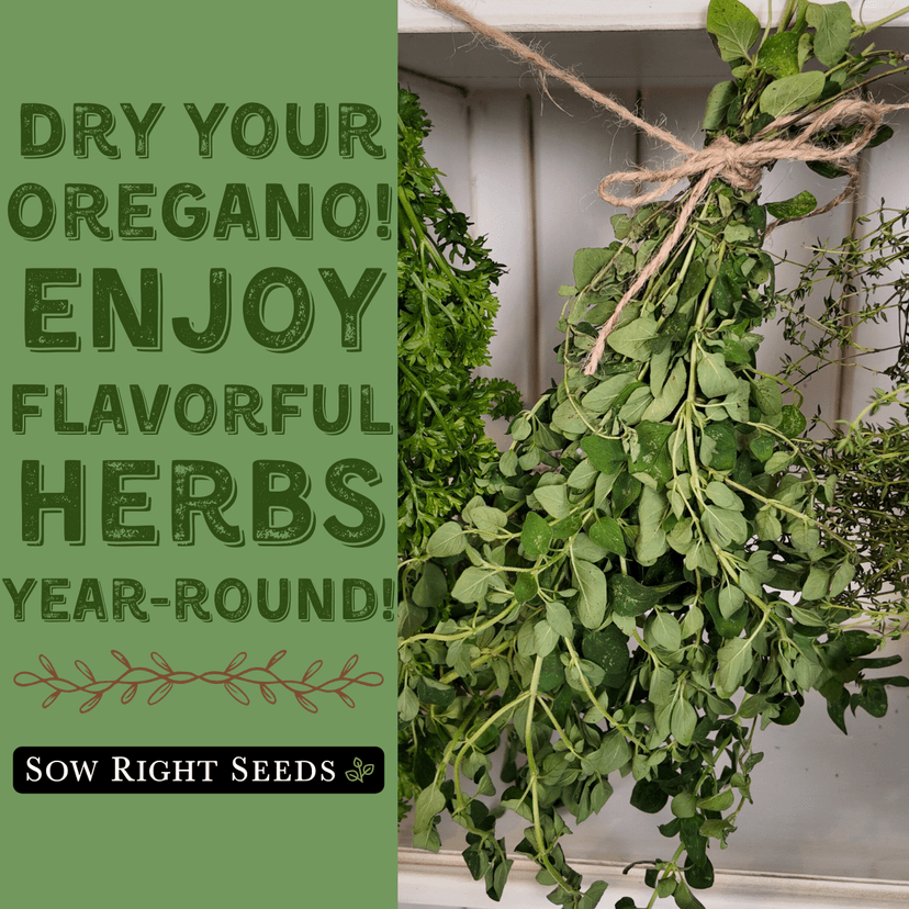 Sow Right Seeds - Oregano Seed for Planting - Non-GMO Heirloom- Instructions to Plant and Grow a Kitchen Herb Garden - Indoor or Outdoor - Gardening Gift - Produces Flavorful Leaves for Seasoning (1)