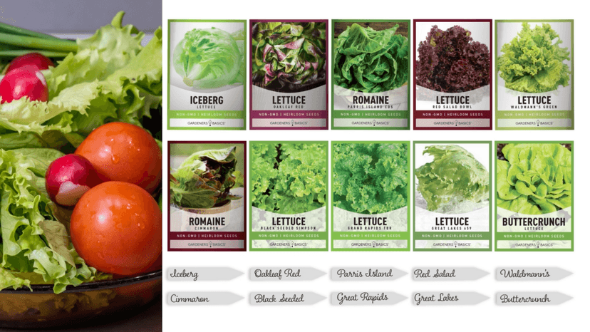Gardeners Basics, Salad Greens Lettuce Seeds Heirloom Vegetable Seed 23,000 Seeds for Planting Indoors and Outdoor 10 Packs - Buttercrunch, Romaine, Iceberg, (and More) Leaf and Head Variety Pack