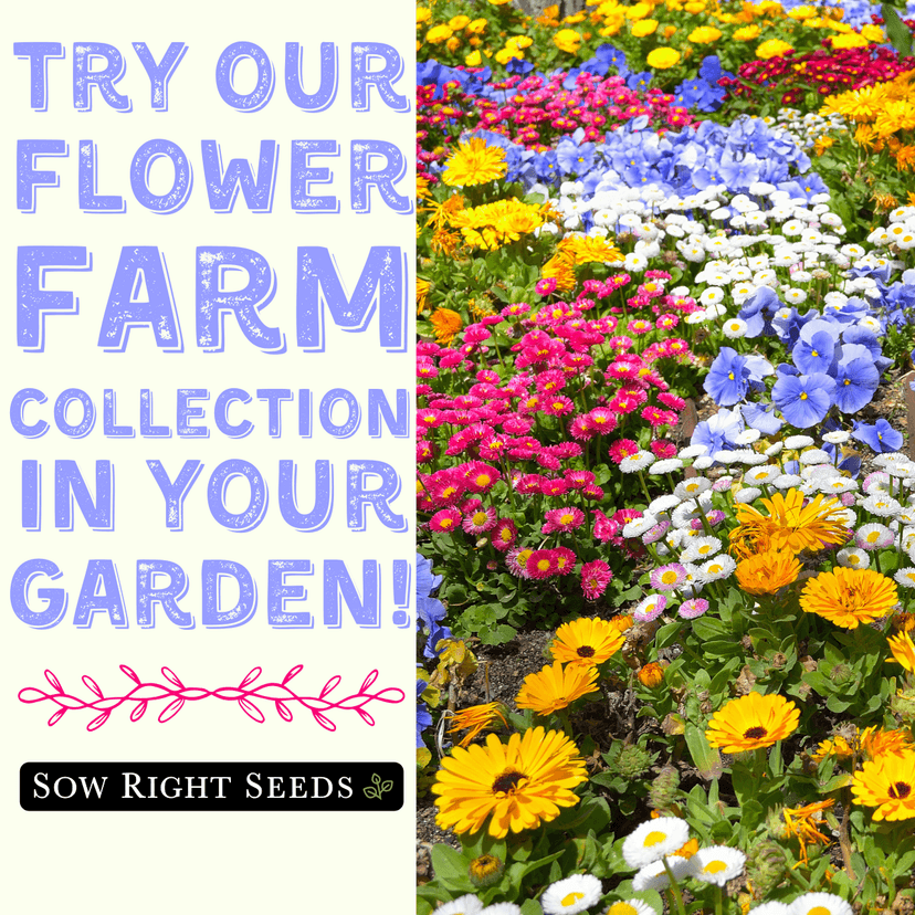 Sow Right Seeds - Large Flower Farm Seed Collection for Planting - Zinnias, Sunflowers, Daisies, Cosmos, Carnations, Stock & More - Attract Pollinators - Non-GMO Heirloom Varieties to Cut Bouquets