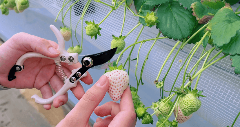 Bypass Pruning Shears Hand Pruner Garden Trimming Scissors Plant Trimmers Herb Snips Flower Clippers Ergonomic Handle Modern Garden Tools (Classic Cream)