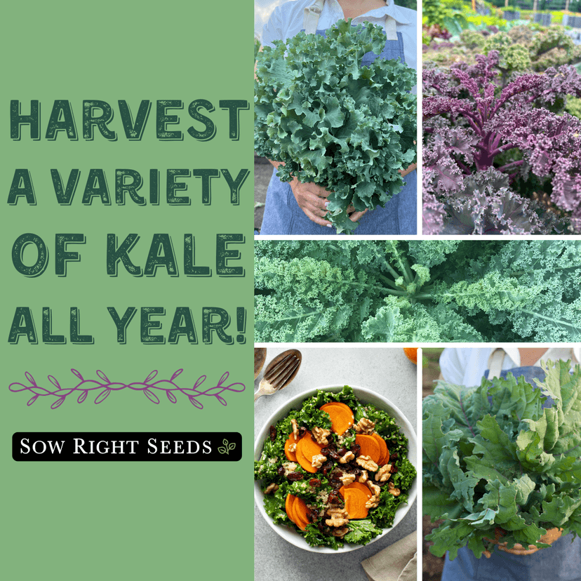 Sow Right Seeds - Kale Seed Collection for Planting - Non-GMO Heirloom Packet with Instructions to Plant and Grow a Home Vegetable Garden, Great Gardening Gift