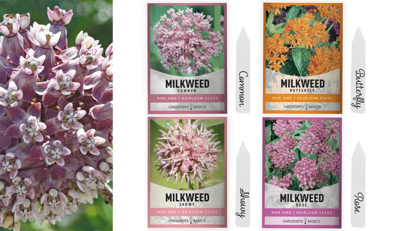 Gardeners Basics, Milkweed Seeds for Monarch Butterflies (4 Variety Pack) Common, Showy, Butterfly and Rose Varieties Attracts Butterflies, Bees and Pollinators Heirloom Flower Seeds Wildflower Seed