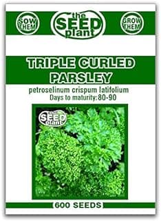 Triple Curled Parsley Seeds - 600 Seeds Non-GMO