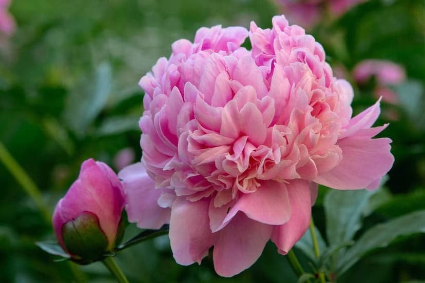 110 Peony Seeds for Planting, Non-GMO Peonies in Pink, Red, and White – Peonias Semillas, Semillas de Peonia para Sembrar for Outdoor Gardens