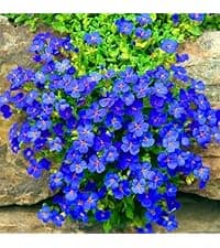 20000+ Mixed Creeping Thyme Seeds, Thymus Ground Cover Plant Seed for Outdoor Lawns Landscaping, Magic Red Purple Blue Carpet Seed for Planting, Perennial Flower for Garden Road - Non GMO Heirloom