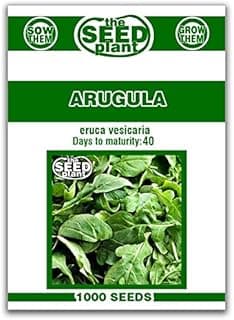 Arugula Seeds - 1000 Seeds Non-GMO