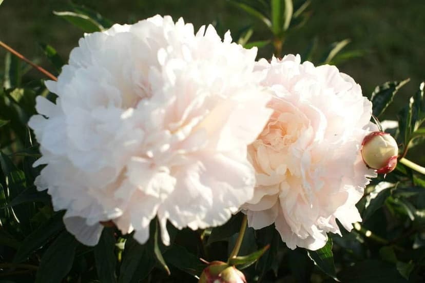 110 Peony Seeds for Planting, Non-GMO Peonies in Pink, Red, and White – Peonias Semillas, Semillas de Peonia para Sembrar for Outdoor Gardens