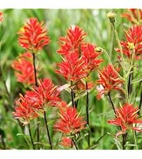 20000+ Mixed Creeping Thyme Seeds, Thymus Ground Cover Plant Seed for Outdoor Lawns Landscaping, Magic Red Purple Blue Carpet Seed for Planting, Perennial Flower for Garden Road - Non GMO Heirloom