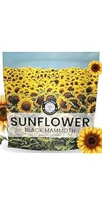 Perennial Species Mix - Large 1 Ounce Packet - 15,000 Flower Seeds for Planting - Wildflower Mix