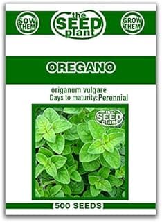 Oregano Seeds - 500 Seeds Non-GMO