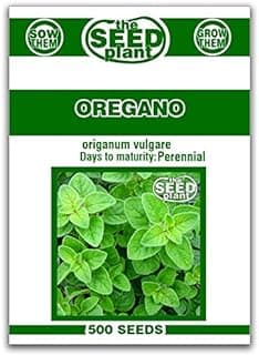 Oregano Seeds - 500 Seeds Non-GMO