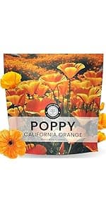Perennial Species Mix - Large 1 Ounce Packet - 15,000 Flower Seeds for Planting - Wildflower Mix