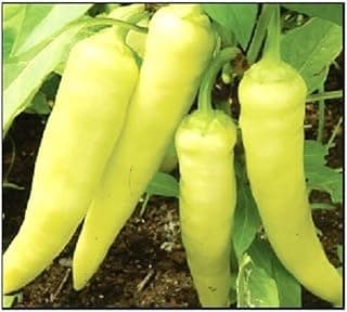100 Sweet Banana Pepper Seeds for Planting Non GMO Heirloom Seeds Fresh Garden Seed
