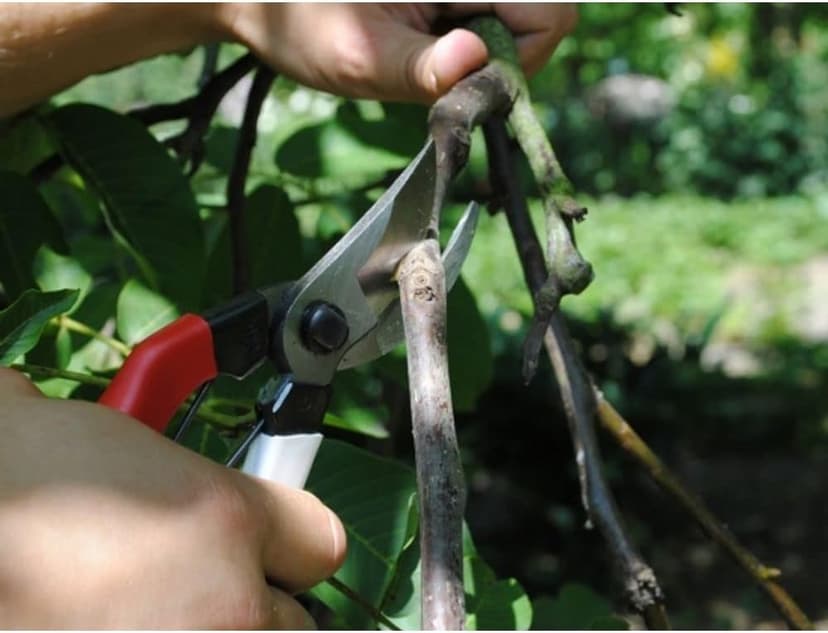 Okatsune Pruning Shears Unique 8.3 inches (210 mm) (Blister) No. 104