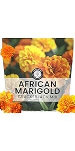 Perennial Species Mix - Large 1 Ounce Packet - 15,000 Flower Seeds for Planting - Wildflower Mix