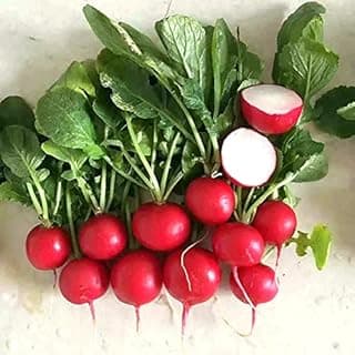 Cherry Belle Radish Seeds - 500+ Non-GMO Heirloom, Fast Growing, Round, Red, Crisp Radishes - Great for Salads, Sandwiches, and More
