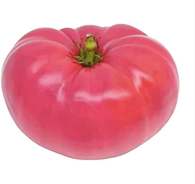 Pink Ponderosa Heirloom Tomato Seeds - Large Tomato - One of The Most Delicious Tomatoes for Home Growing, Non GMO - Neonicotinoid-Free.