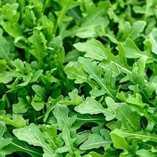 Slow Bolt Arugula Seeds for Planting Heirloom Non-GMO Arugula – Plant & Grow Slow Bolt Arugula Seed Packets in Home Herb Outdoor/Indoor Hydroponic Garden, Great Gardening Gift – 1 Packet 250 Seeds