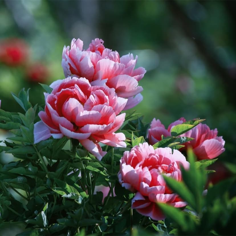 110 Peony Seeds for Planting, Non-GMO Peonies in Pink, Red, and White – Peonias Semillas, Semillas de Peonia para Sembrar for Outdoor Gardens