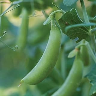 Burpee Little SnapPea Pea Seeds 200 seeds