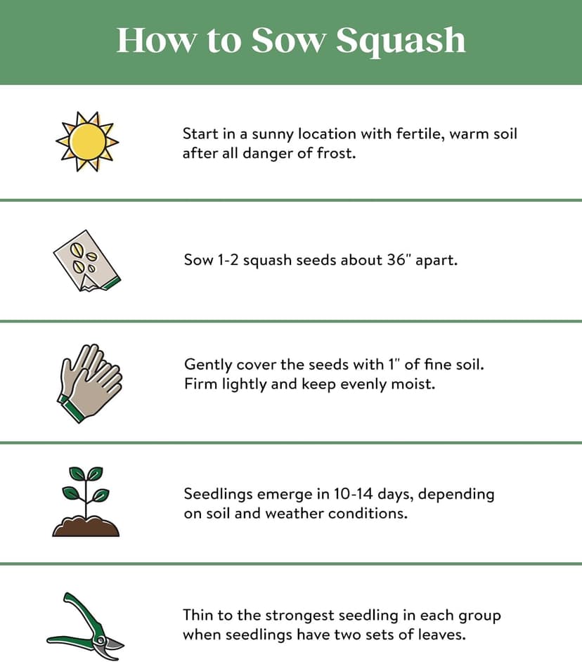 Burpee Butterstick Zucchini Summer Squash Seeds 25 seeds
