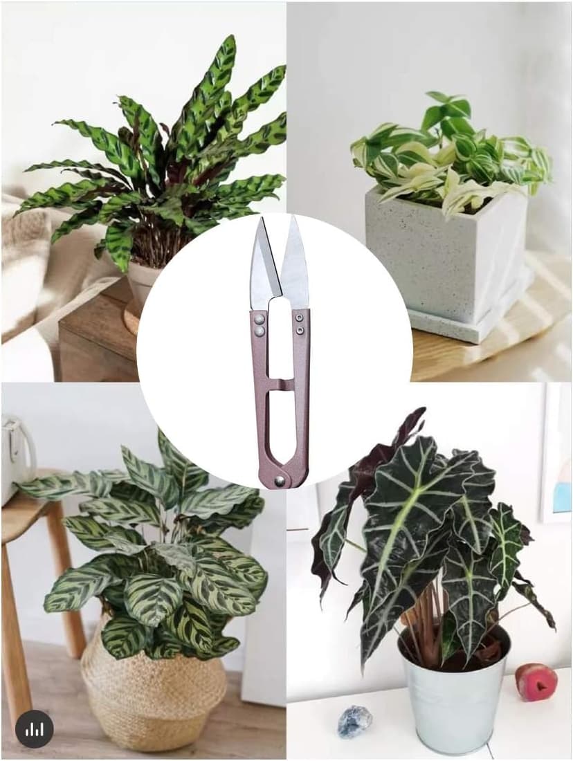 3 Pack 4.1Inch Bonsai Pruning Scissors, Bud And Leaves Trimmer Yarn Thread Cutter Snips Trimming Supplies, Garden Plants, Gardening Clippers Flower, Stainless Steel Pruners Trimmers