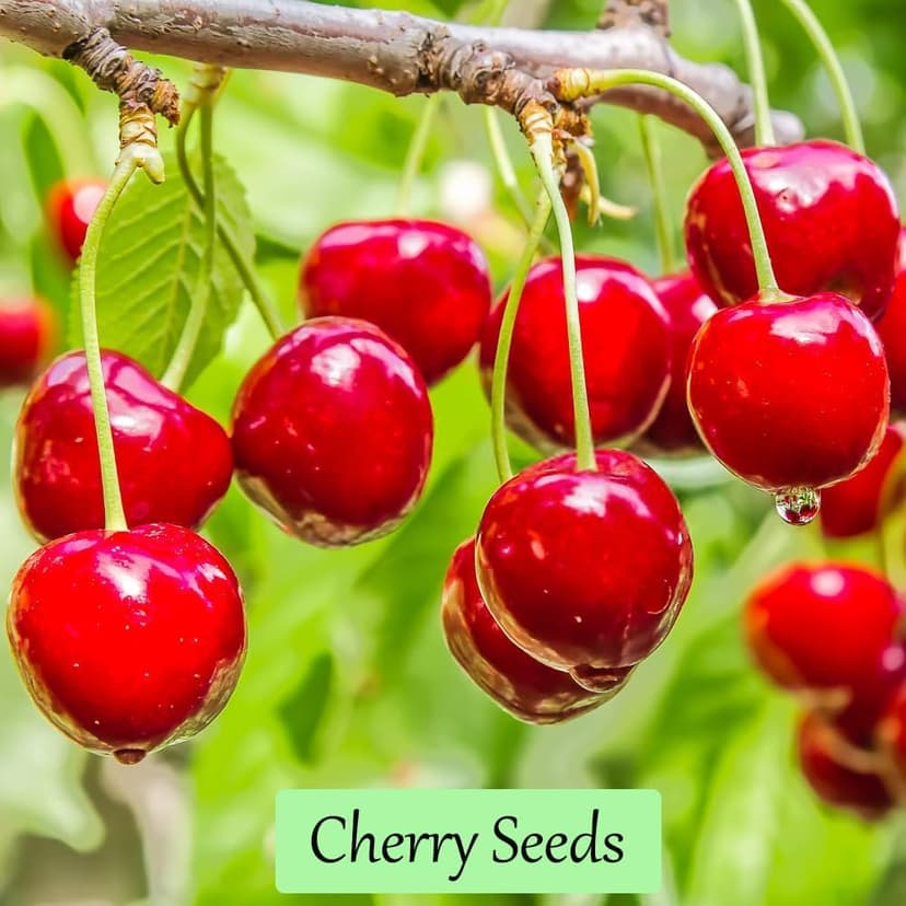 1200+ Mix Fruit Seeds, Berry Seeds - 6 Variety Non-GMO Heirloom Organic, Include Strawberry Seeds, Raspberry Seeds, Mulberry Seeds, Cranberry Seeds, Cherry Seeds, Blueberry Seeds