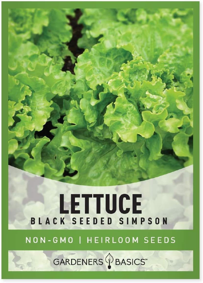Gardeners Basics, Green Leaf Lettuce Seeds for Planting - (Black Seeded Simpson Variety) Heirloom, Non-GMO Lettuce Variety- 2 Grams Seed Great for Spring, Summer, Fall, Winter Garden and Hydroponics