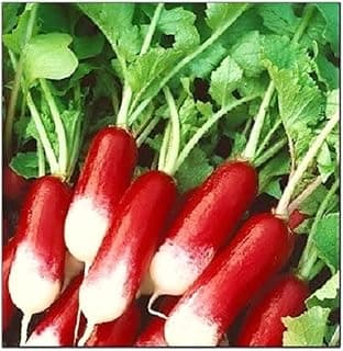 100 French Breakfast Radish Seeds | Non-GMO | Fresh Garden Seeds