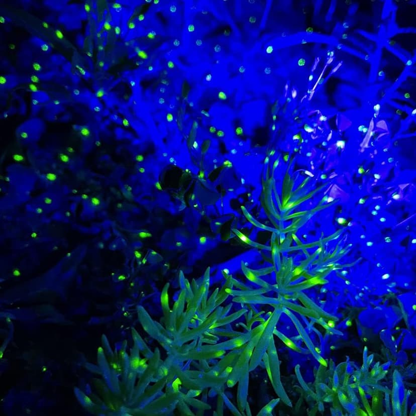 Firefly Garden Lights Star Projector Laser Christmas Lights for Garden Lawns Courtyard