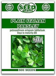 Plain Italian Parsley Seeds - 600 SEEDS NON-GMO