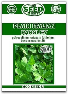 Plain Italian Parsley Seeds - 600 SEEDS NON-GMO