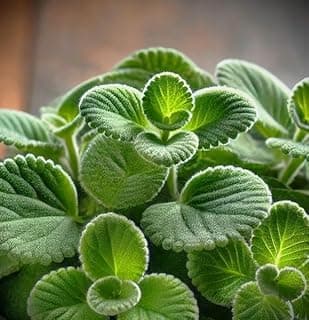 Broadleaf Thyme Seeds (Cuban Oregano) - Aromatic, Succulent-Like Herb for Culinary Use, Teas, and Pollinator Gardens | Non-GMO, Hardy Perennial for Gardens, Pots, and Containers (500)